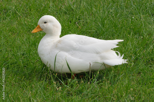 White Call Duck  photo