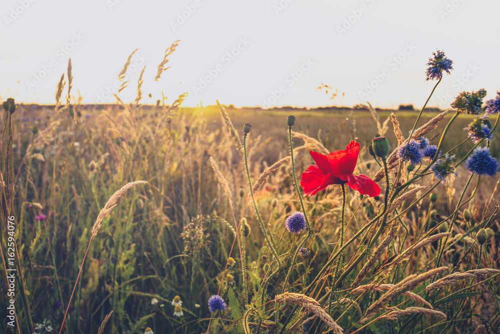 Fototapeta premium Kwiaty polne wzdłuż dróg w letni krajobraz