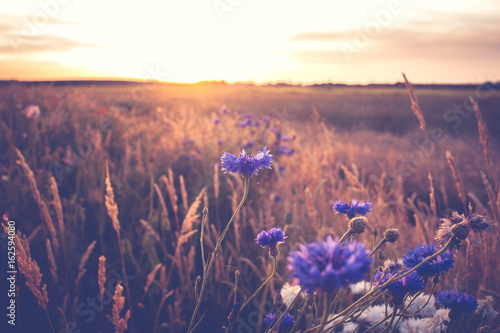 Blue cornflowers at warm, atmospheric summer evening