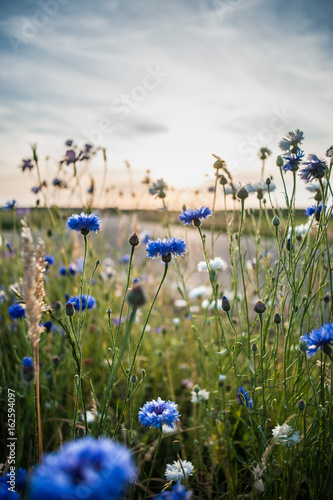 Fototapeta Naklejka Na Ścianę i Meble -  Blooming wild poppies, cornflower and chamomile on the meadow at summertime