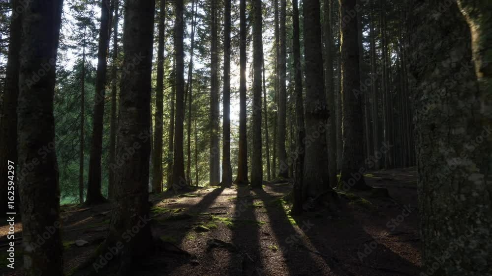 Walking through mysterious forest. POV. UHD, 4K Walking through mysterious forest. POV. UHD, 4K