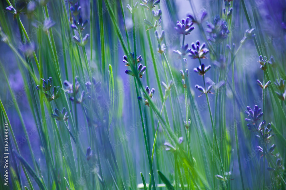 Fototapeta premium closeup of lavender flowers background