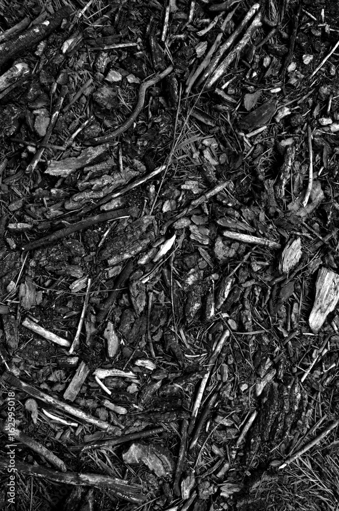 texture branches dry burnt black and white