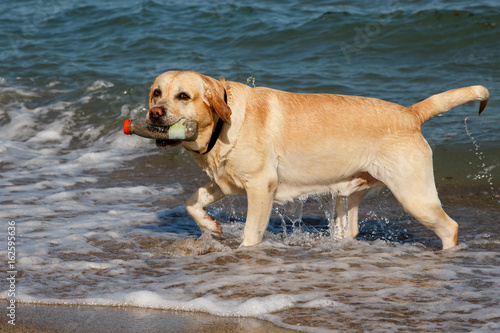 Beautiful Labrador Retriever dog fetching plastic bottle out of the sea water