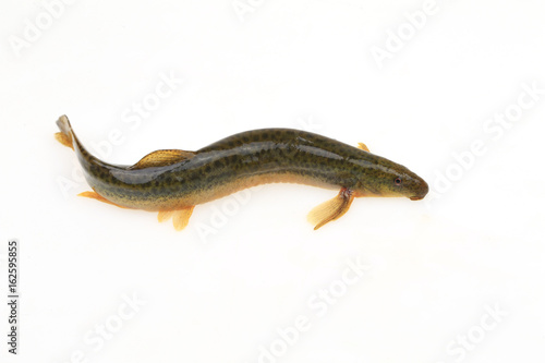 A loach is isolated on a white background