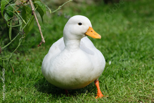 Obraz na plátně White Call Duck