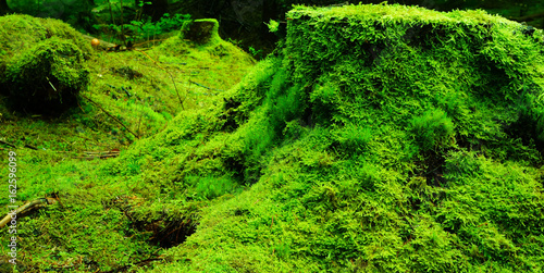green moss on stomp grass summer