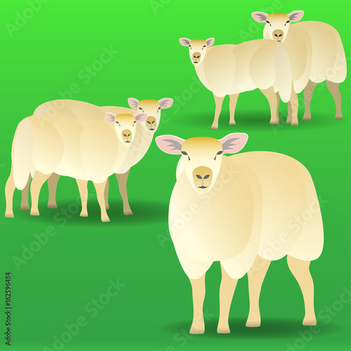 Herd of sheep on a pasture. Vector illustration EPS10