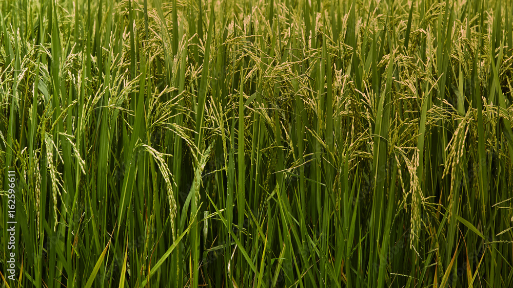 Obraz premium Jasmine Rice field