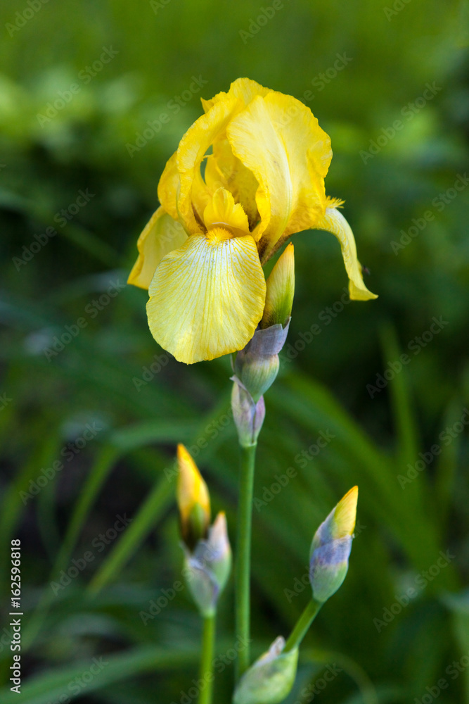 Lonely yellow iris on a background of greenery Lonely yellow iris on a background of greenery