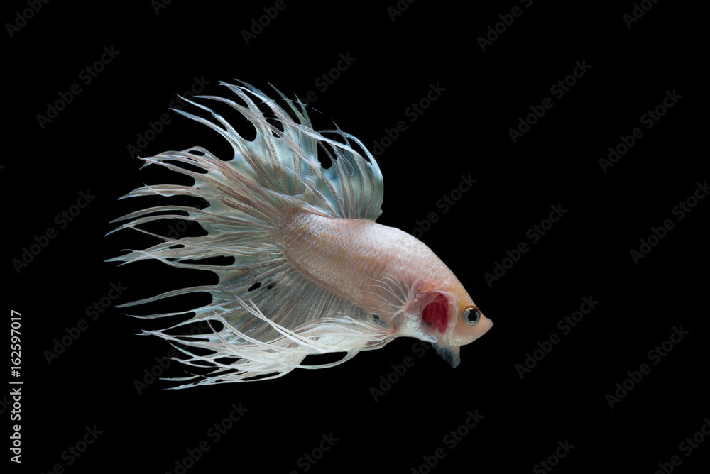Obraz premium White Crowntail Betta