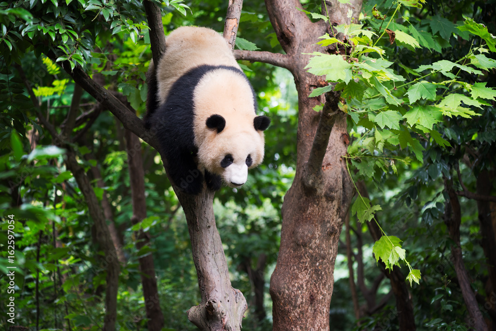 Fototapeta premium Giant panda in a tree