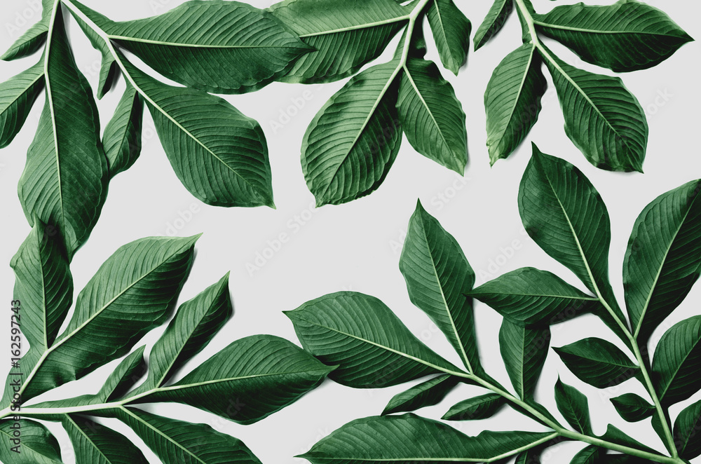 Naklejka premium green leaf pattern on white background