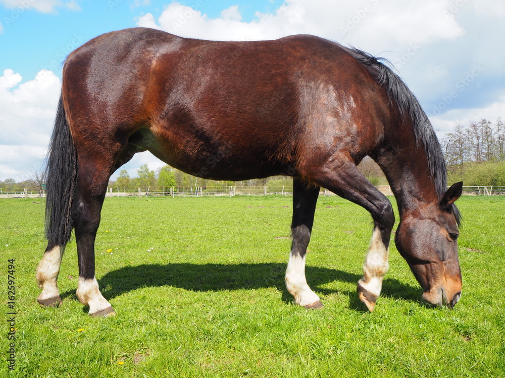Obraz premium Pferd steh auf grüner Weide
