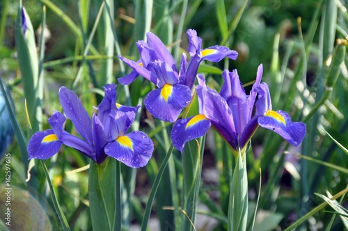 Fotografía Iris Gruppe im Garten