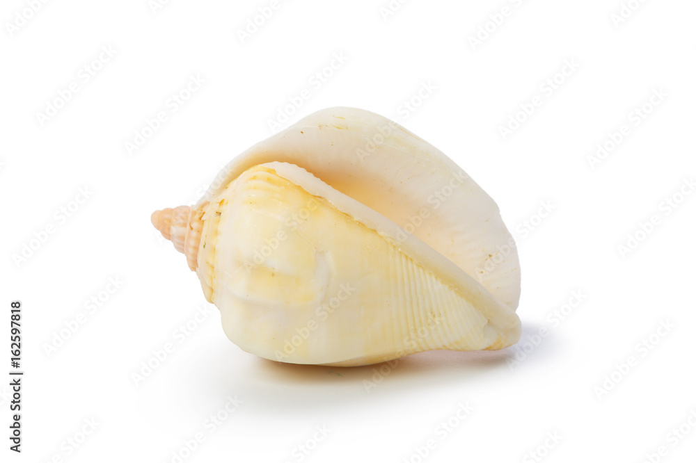 Seashell isolated on white background Seashell isolated on white background