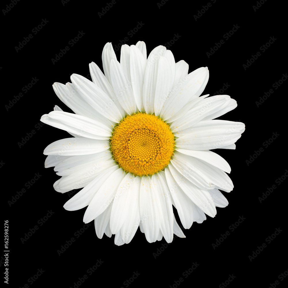 Isolated chamomile flower on black background