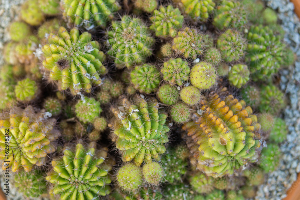 Cactus In the garden of happiness Cactus In the garden of happiness