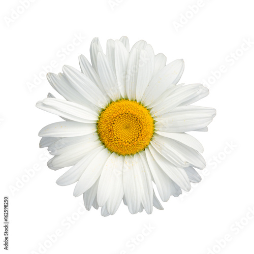 Fototapeta Naklejka Na Ścianę i Meble -  Isolated chamomile flower on white background
