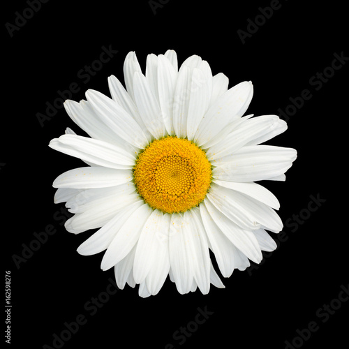 Fototapeta Naklejka Na Ścianę i Meble -  Isolated chamomile flower on black background