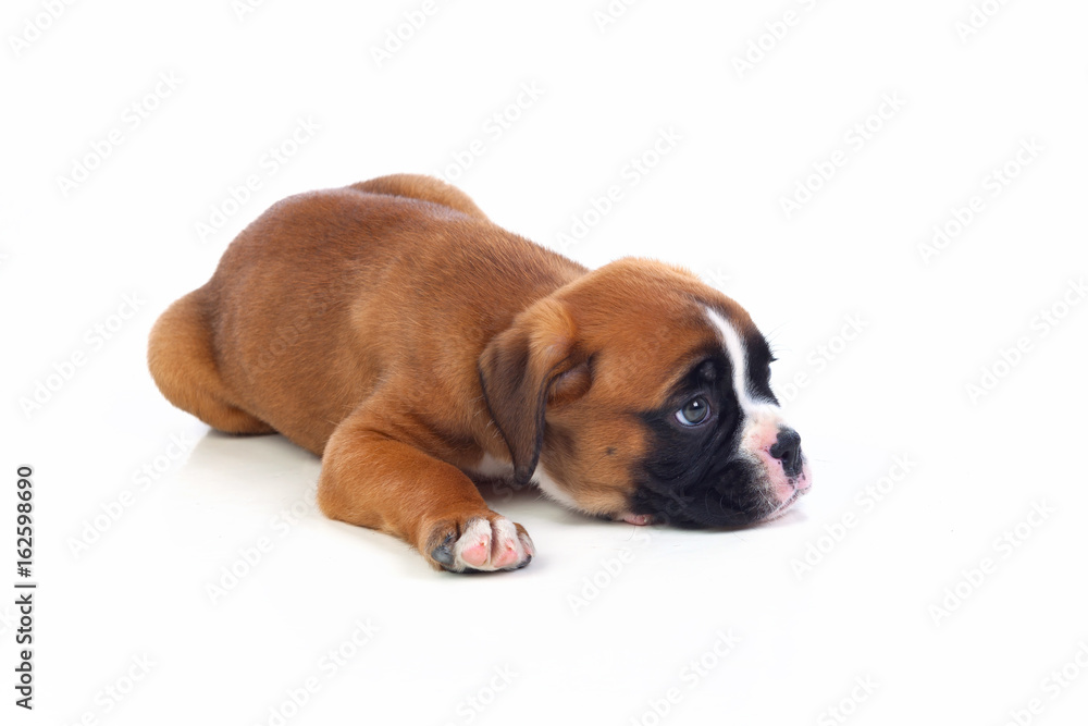 Adorable puppy lying on the floor