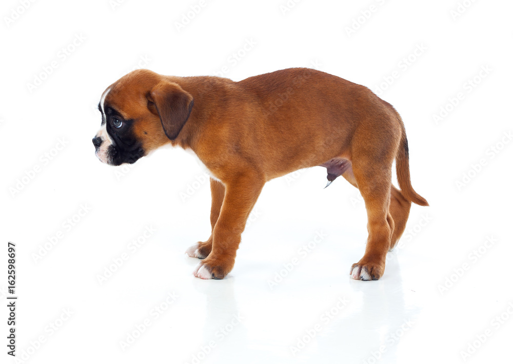 Obraz premium Adorable boxer puppy