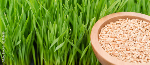 Microgreens Growing Panoramic Wheatgrass Blades Bowl Red Wheat Berries