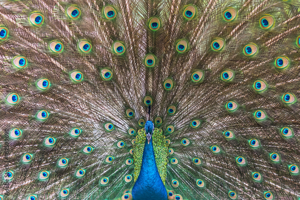 Naklejka premium Peacock spreading his tail