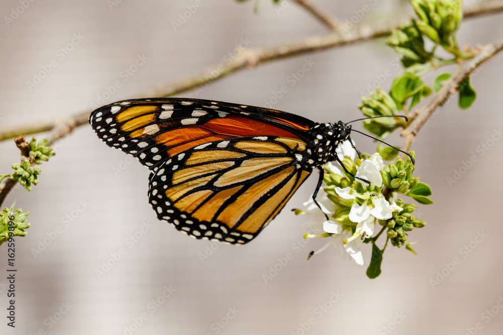 Fototapeta premium Queen butterfly perched on the edge of a tree branch and feeding on small white blossoms in Phoenix, Arizona. 
