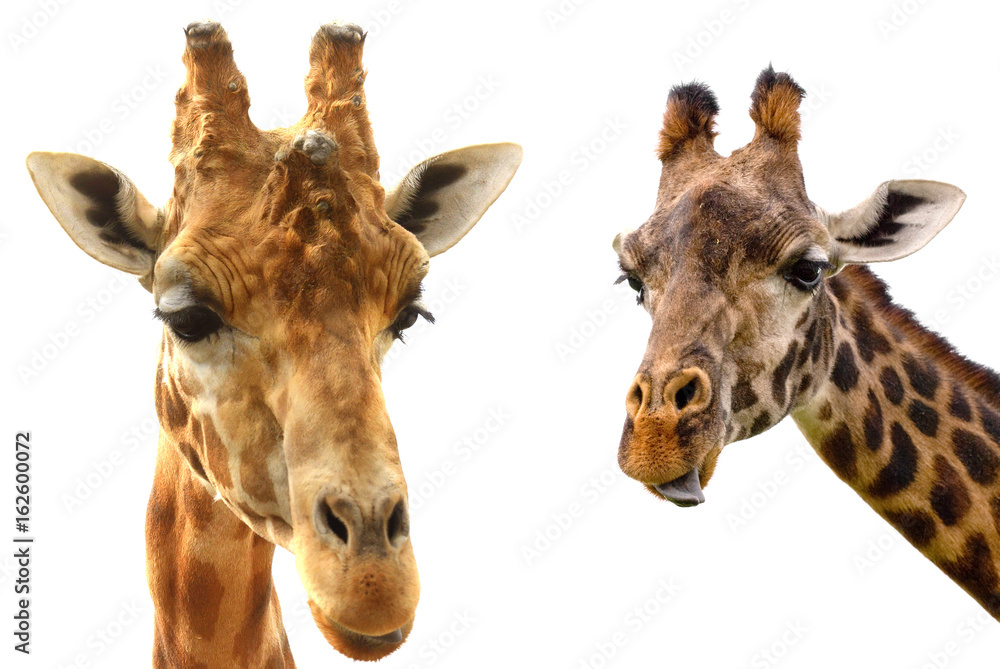 Giraffe heads isolated on white background close-up