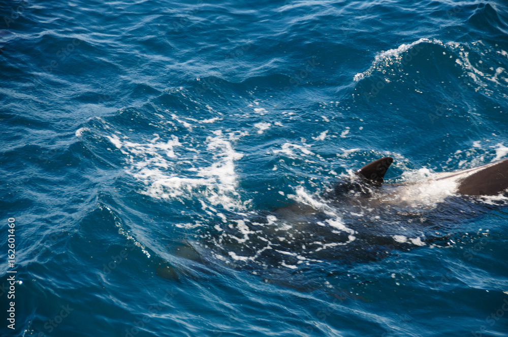 Fototapeta premium Long-finned Pilot Whales