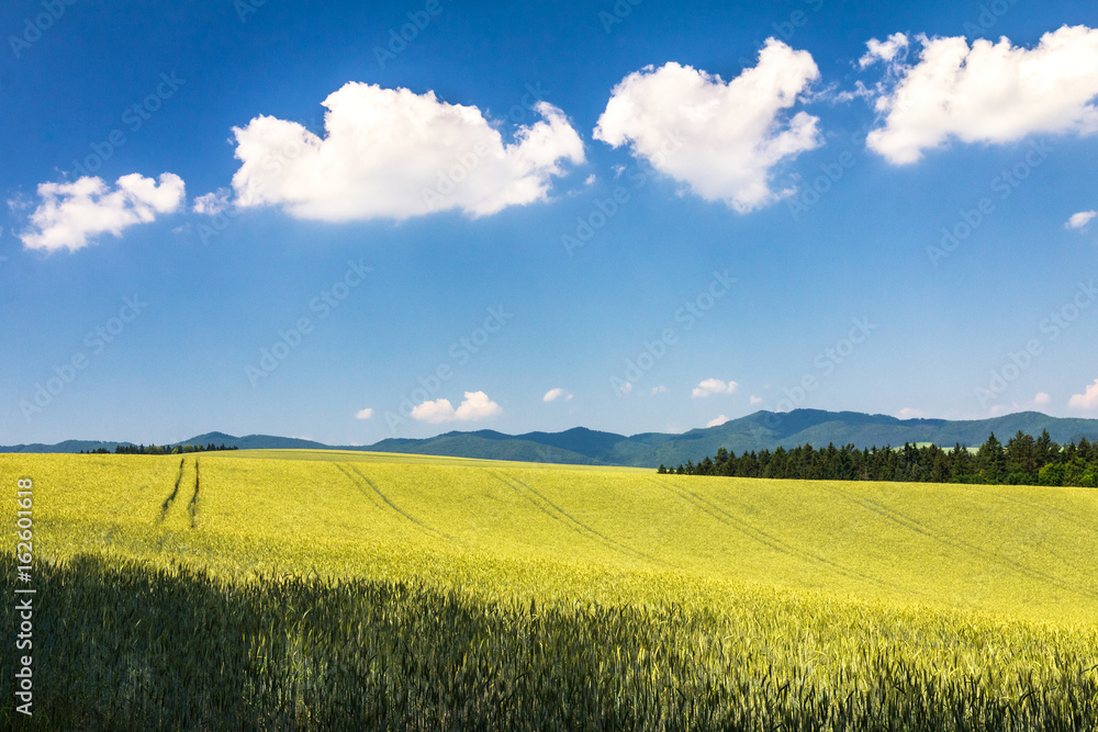Fototapeta premium Country landscape with barley field on a sunny day. Blue sky with a puffs on background.