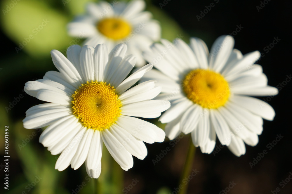 Obraz premium Chamomile in the sun