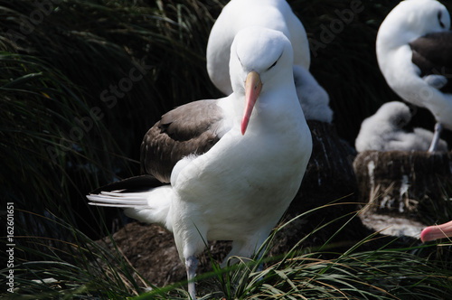 Black-Browed Albatross on Westpoint Island photo