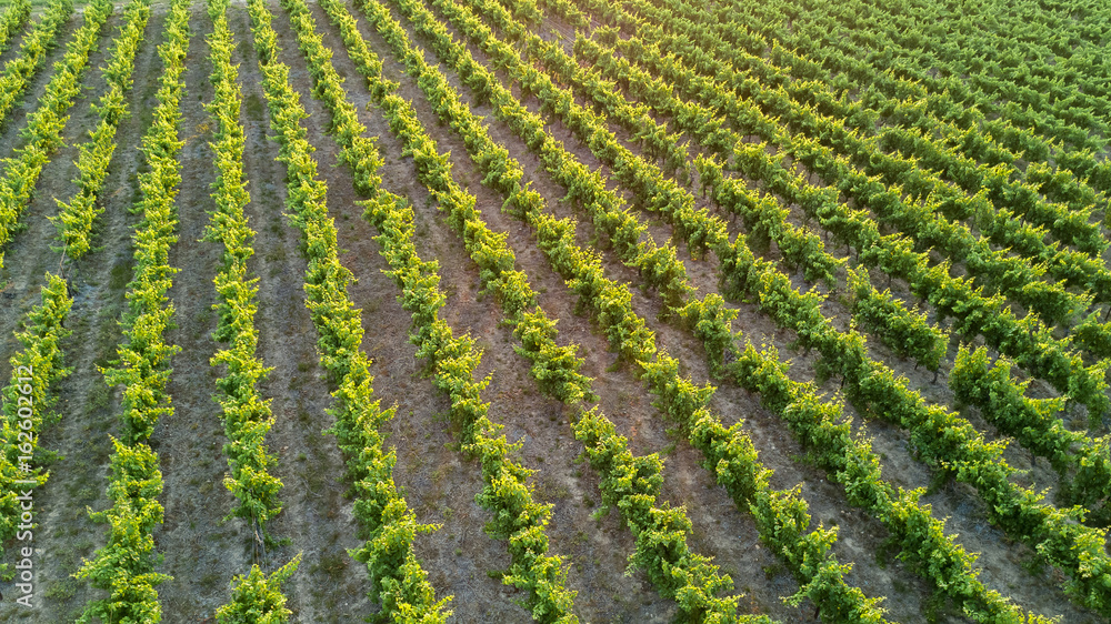 Aerial top view of vineyards landscape from above background
