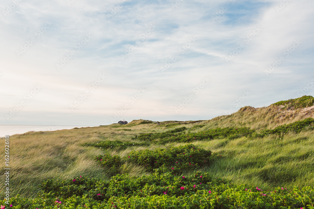 Naklejka premium Dünenlandschaft auf Sylt