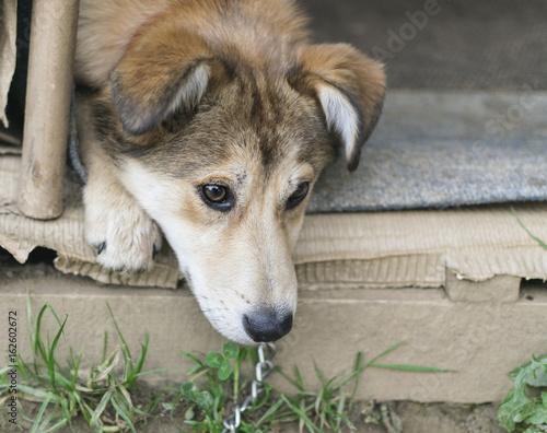 Beautiful dog resting in small dog house on hot summer day