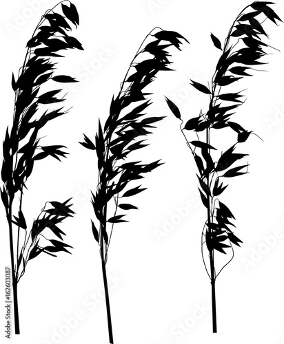 black three oat ears silhouettes set on white