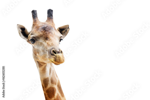 Close up shot of giraffe head isolate on white background with clipping path