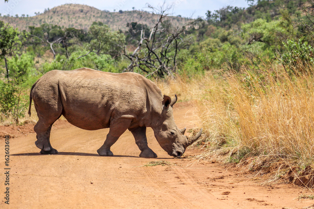 Obraz premium White Rhinoceros ( Ceratotherium simum )