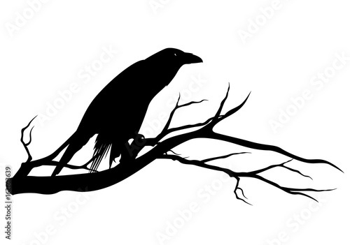 black raven bird sitting on tree branch - halloween theme vector silhouette design
