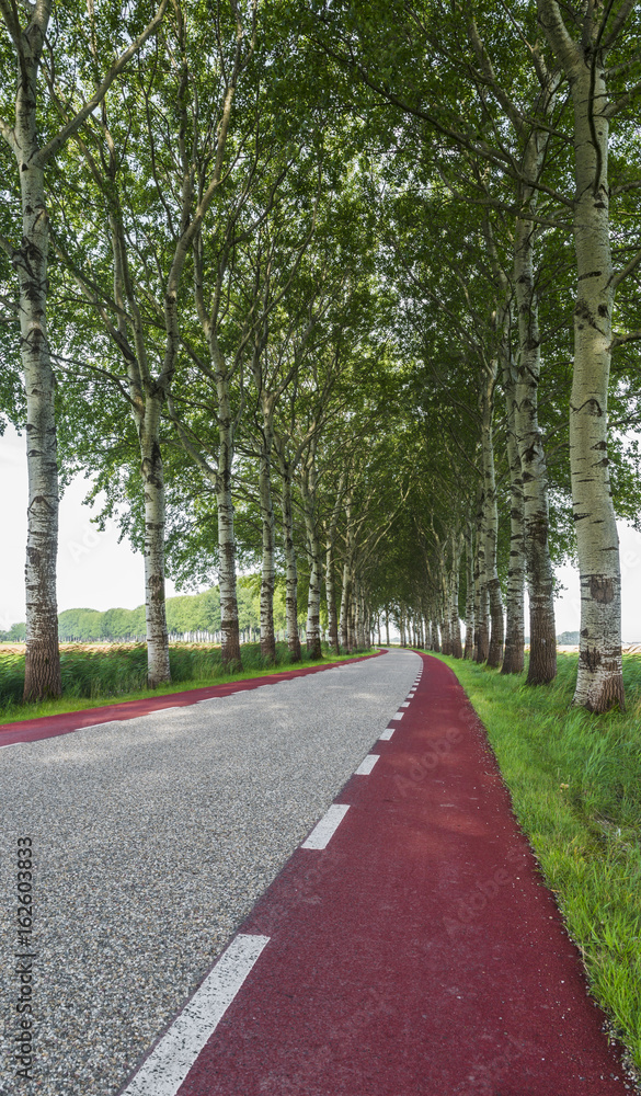 Curved road with Trees