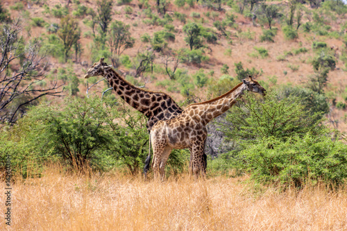 Southern Giraffe  Giraffa giraffa 