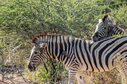 Burchels zebra  Equus zebra zebra 