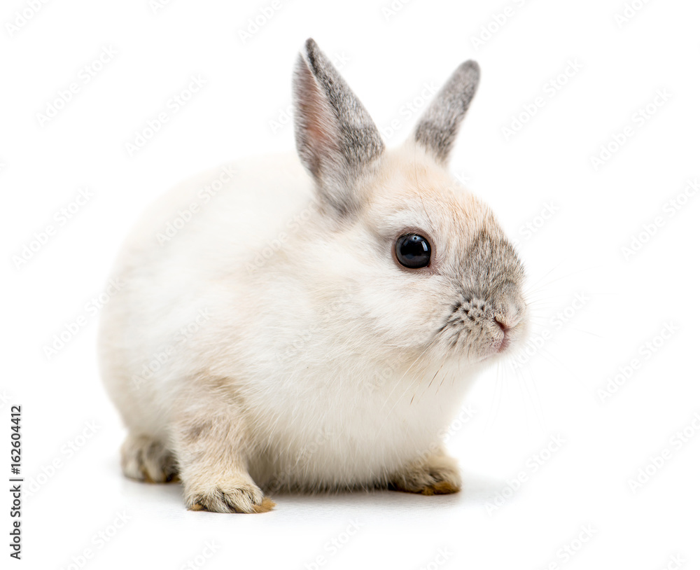 white rabbit isolated on a white background