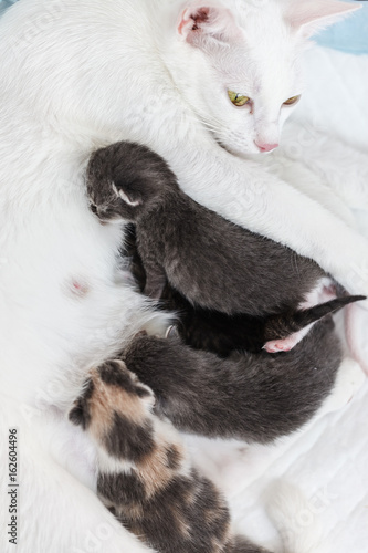 mum-cat breast-feeding her little kittens, lie on white bakground