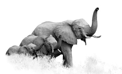 Art, black and white photo of three African Bush Elephants, Loxodonta africana, from adults to newborn calf, coming togther with trunks raised, isolated on white with a touch of environment.Kruger.