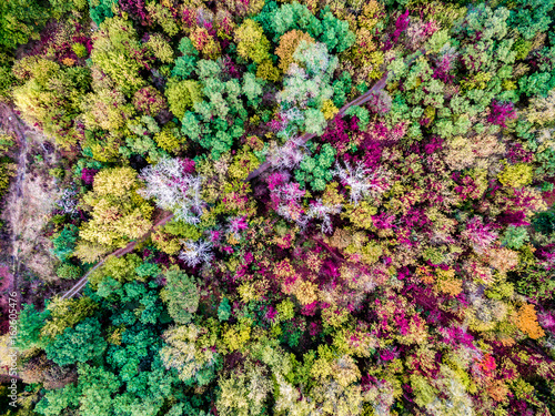 Aerial view - colourful autumn forest from high, top view