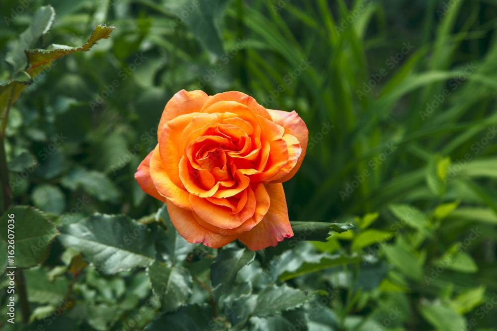 Rose in the park Rose in the park