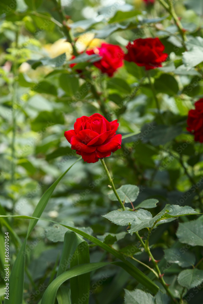 Red Roses on the Branch in the Garden Red Roses on the Branch in the Garden